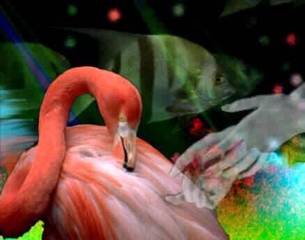 Amidst Pink Flamingoes